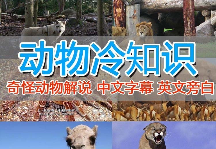 （6312期）外面卖1699的国外纪录片解说（动物解说、美食、动画片）稳过中视频-狂神云浏览专注活动，软件，教程分享！总之就是网络那些事。